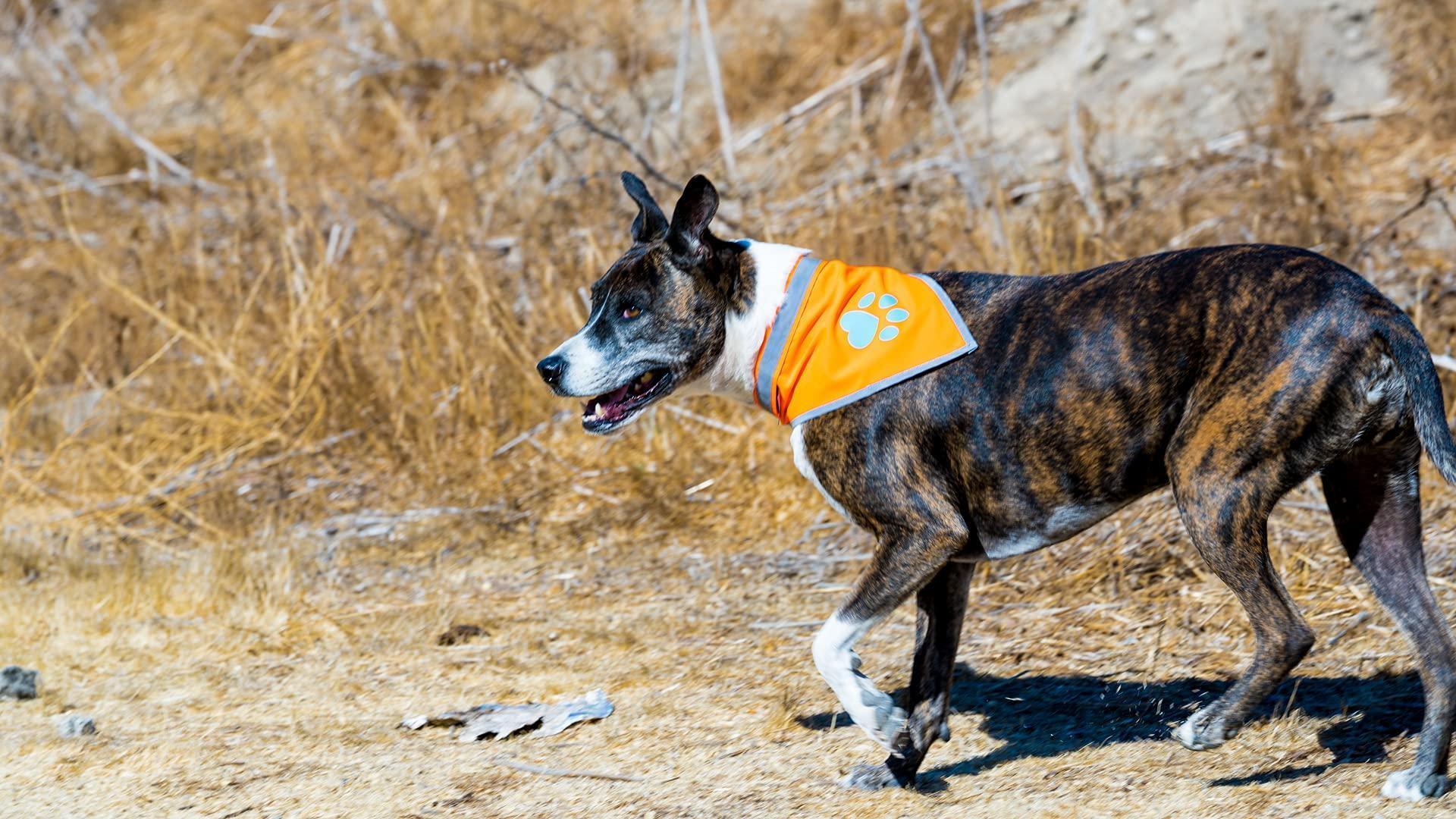 Reflective Dog Bandana Hi-Vis L Size 23 in Neck Orange Reflective Dog Bandana Hi-Vis L Size 23 in Neck Orange