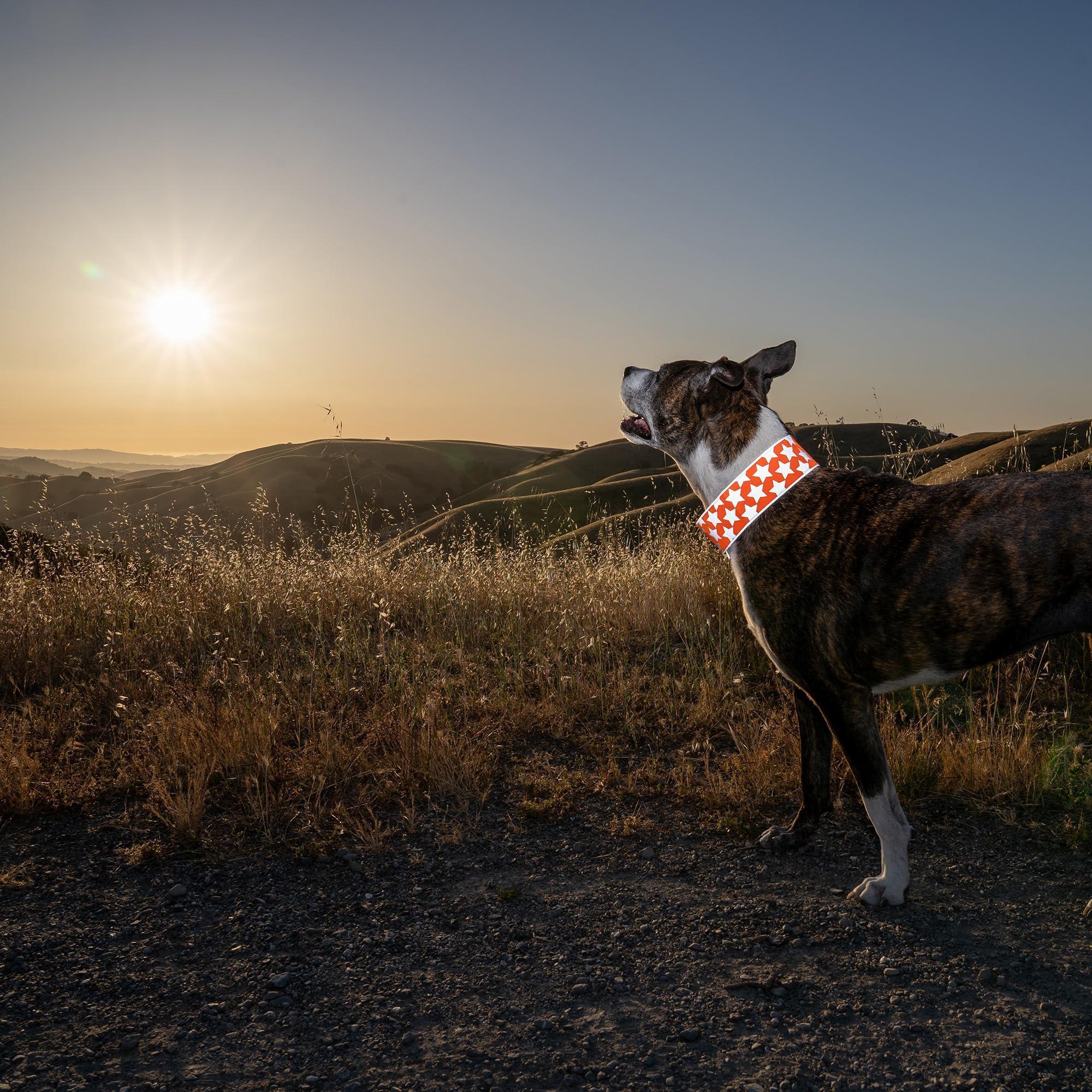 Reflective Dog Collar XL Size Adjustable Blaze Orange Reflective Dog Collar XL Size Adjustable Blaze Orange