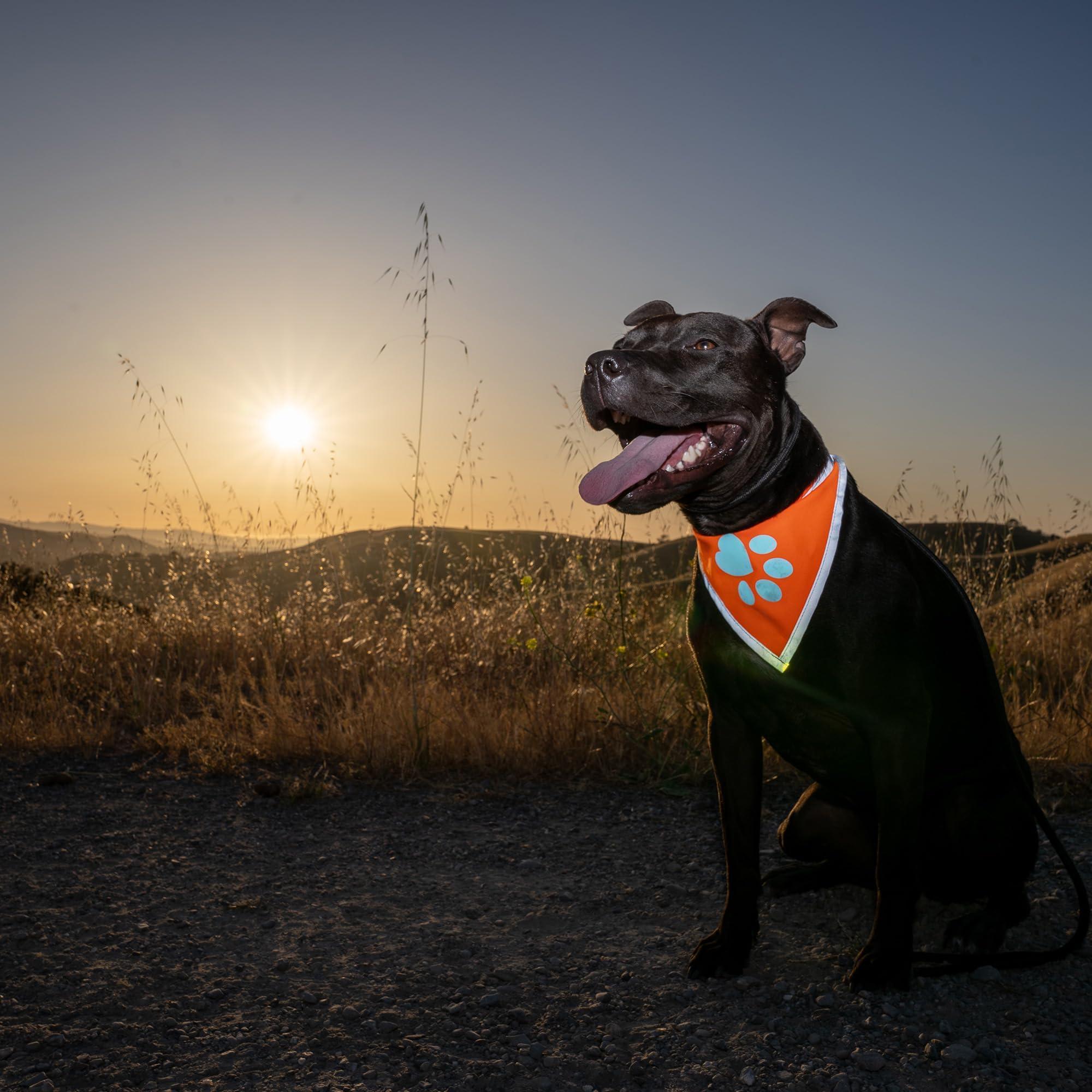 Reflective Dog Bandana Hi-Vis S Size 10 in Neck Orange Reflective Dog Bandana Hi-Vis S Size 10 in Neck Orange