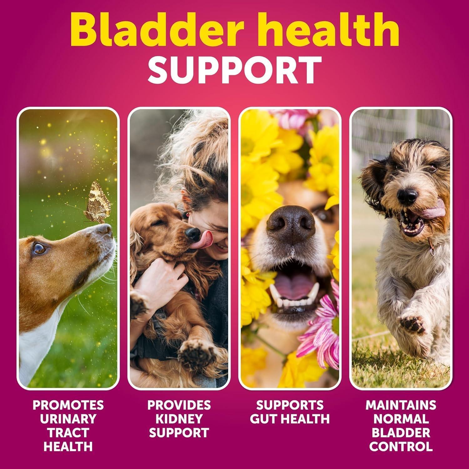Dog UTI Treatment Cranberry Supplement Bladder Control 70 Soft Chews Dog UTI Treatment Cranberry Supplement Bladder Control 70 Soft Chews