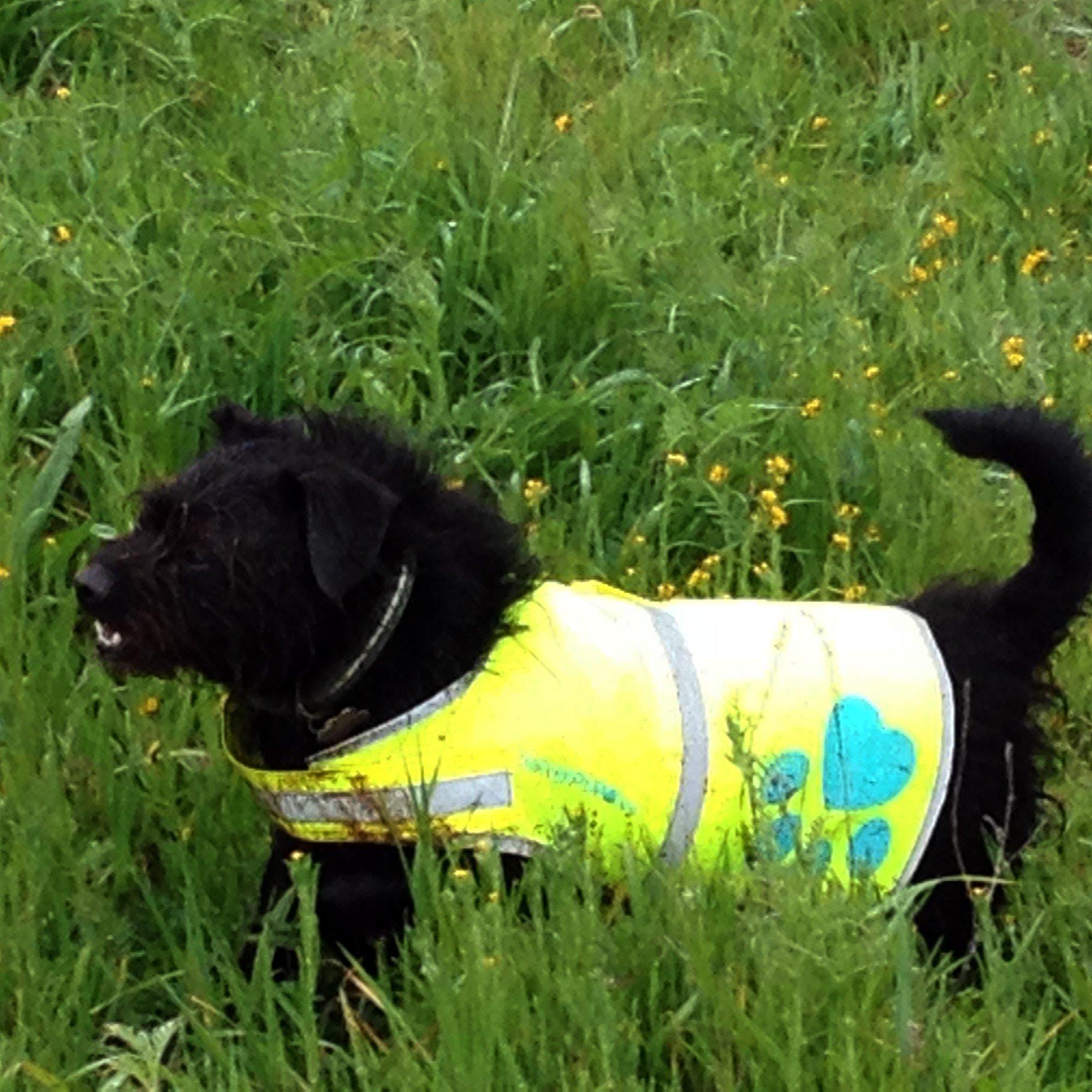 Reflective Dog Safety Vest Hi-Vis S Size 24.5 in Chest x 17 in Neck Yellow Reflective Dog Safety Vest Hi-Vis S Size 24.5 in Chest x 17 in Neck Yellow
