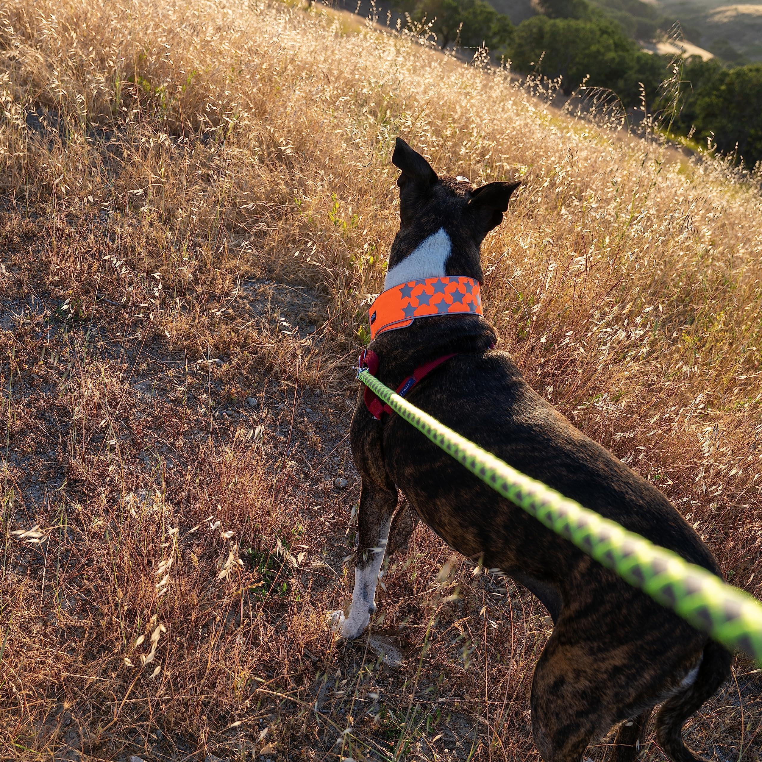 Reflective Dog Collar XL Size Adjustable Blaze Orange Reflective Dog Collar XL Size Adjustable Blaze Orange
