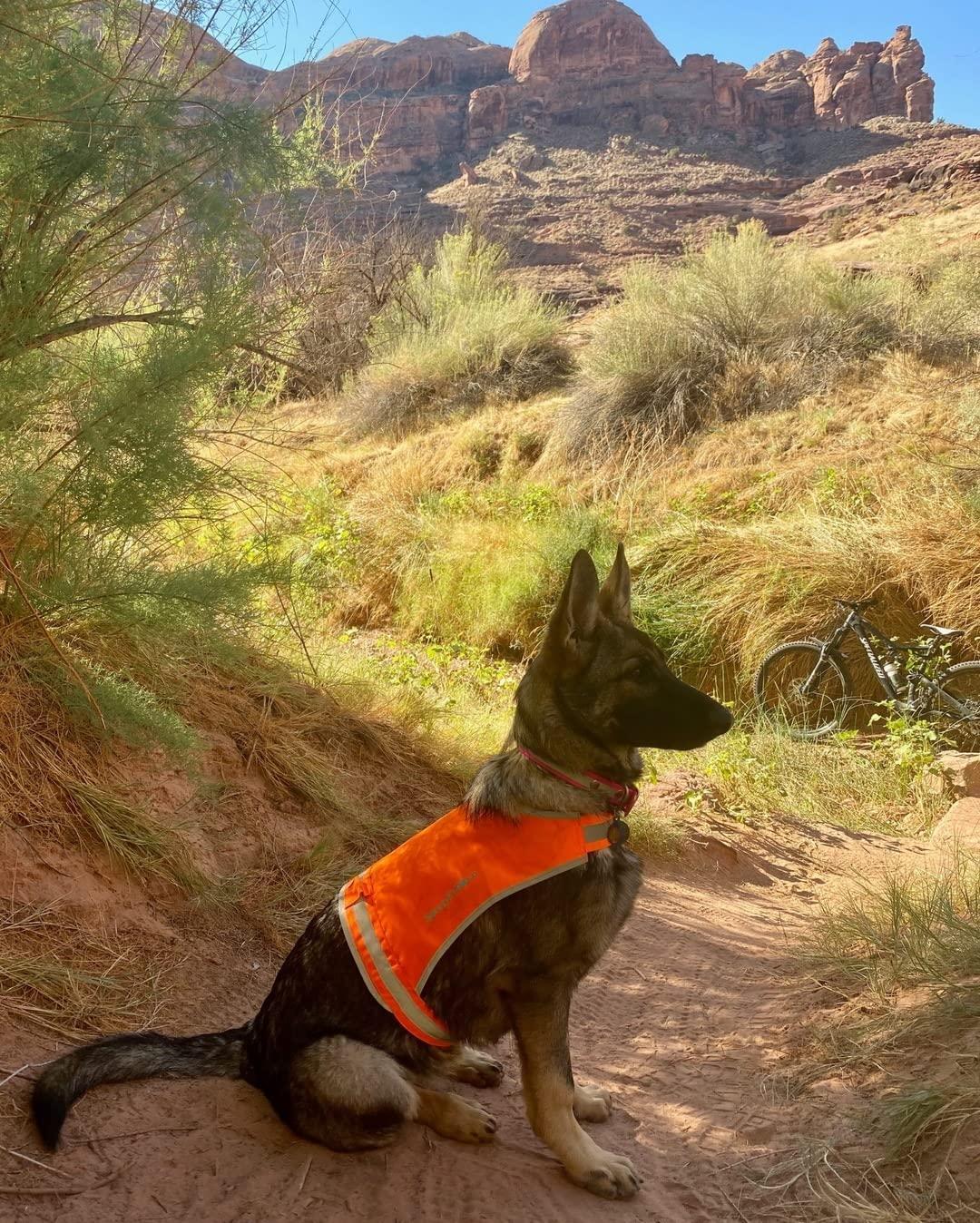 Lightweight Dog Vest Mid-Back Coverage 24 in Chest x 17 in Neck Orange Lightweight Dog Vest Mid-Back Coverage 24 in Chest x 17 in Neck Orange