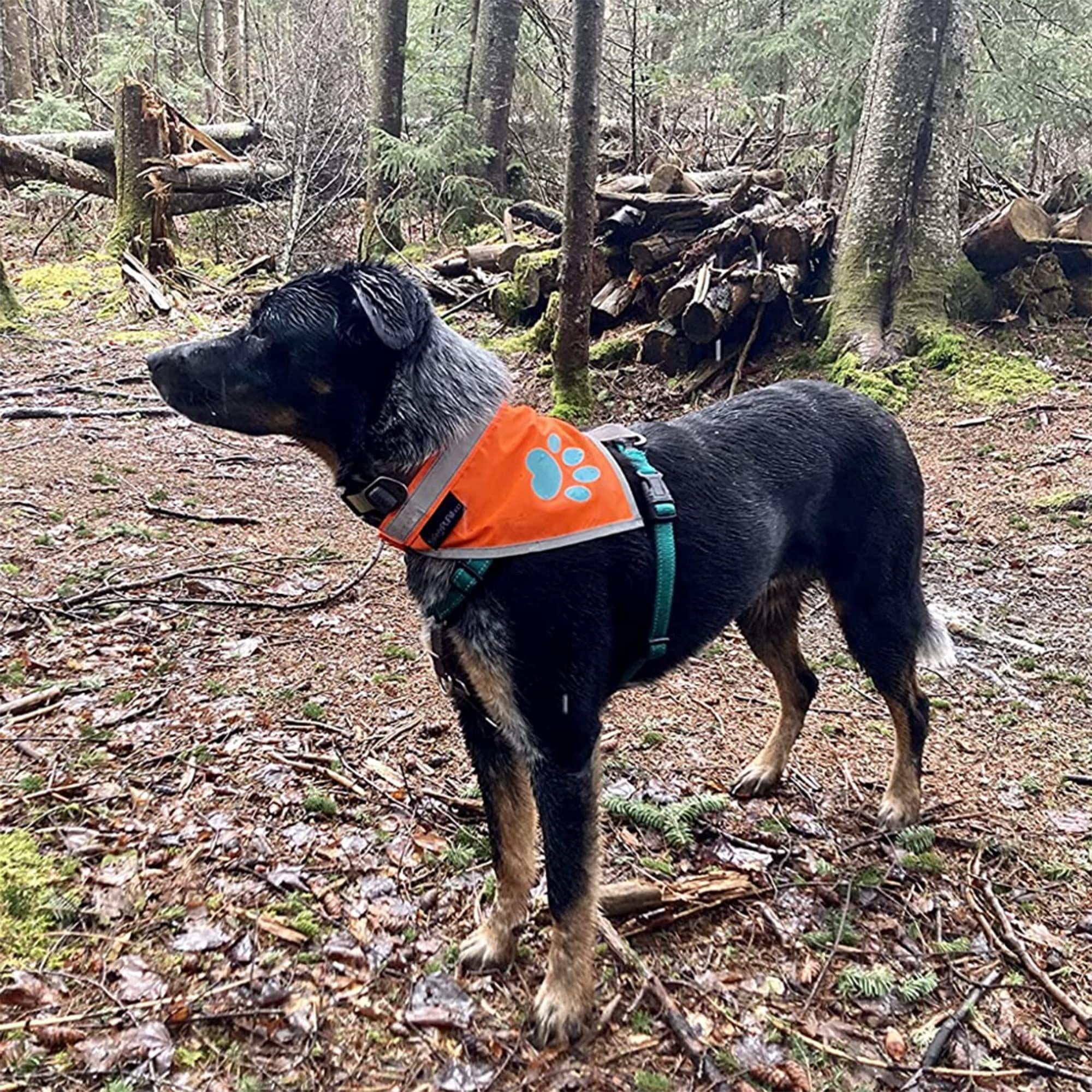 Reflective Dog Bandana Hi-Vis L Size 23 in Neck Orange Reflective Dog Bandana Hi-Vis L Size 23 in Neck Orange