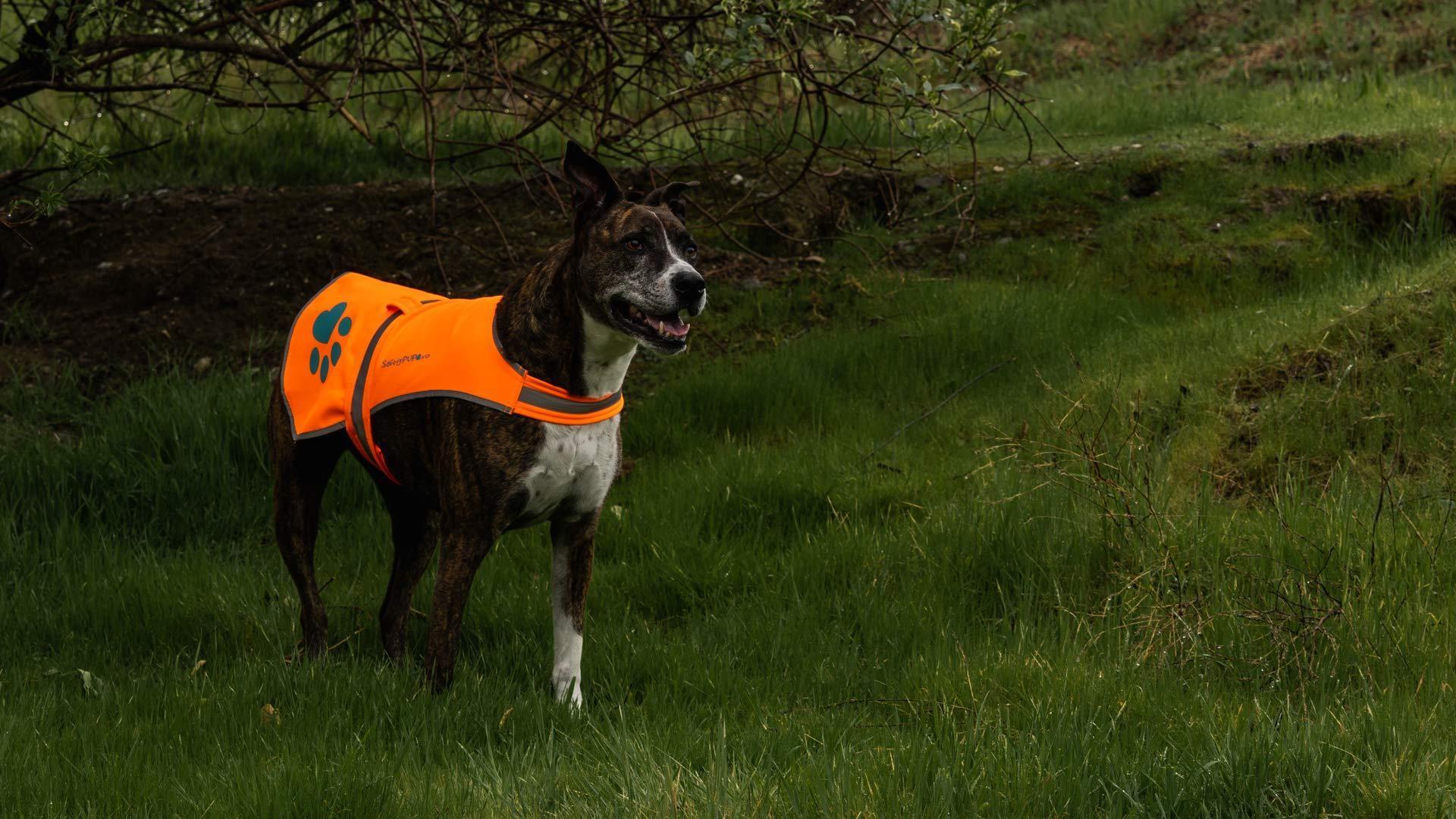 Waterproof Softshell Dog Vest Hi-Vis 36.75 in Chest x 23 in Neck Orange Waterproof Softshell Dog Vest Hi-Vis 36.75 in Chest x 23 in Neck Orange