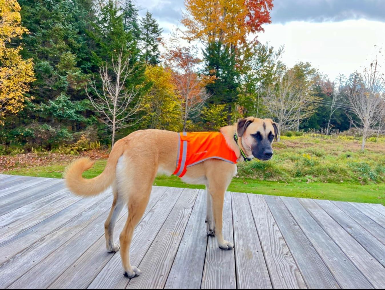 Lightweight Dog Vest Mid-Back Coverage 24 in Chest x 17 in Neck Orange Lightweight Dog Vest Mid-Back Coverage 24 in Chest x 17 in Neck Orange