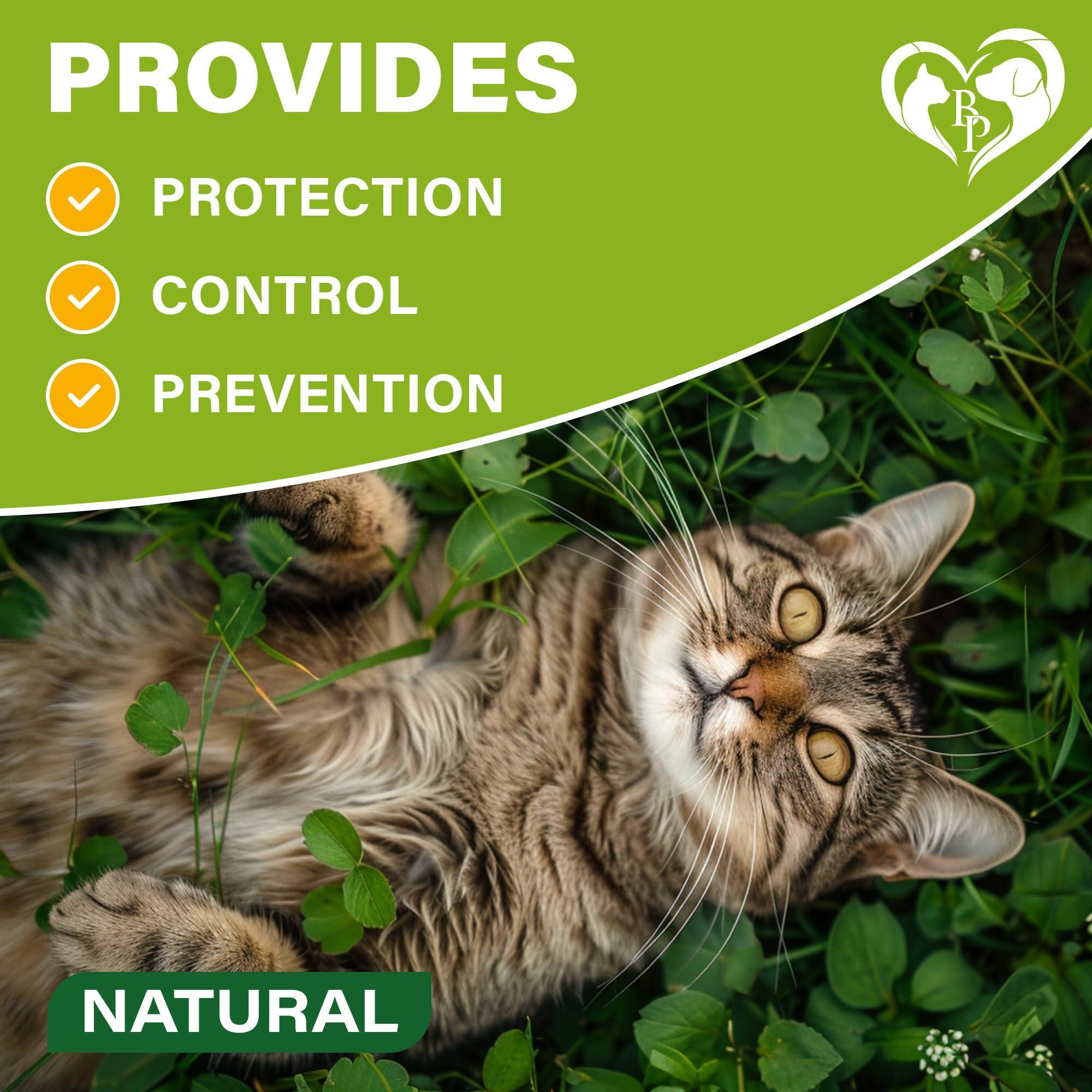 Flea & Tick Collar for Cats 6-Month Protection Essential Oil Repellent 1 Pack Flea & Tick Collar for Cats 6-Month Protection Essential Oil Repellent 1 Pack