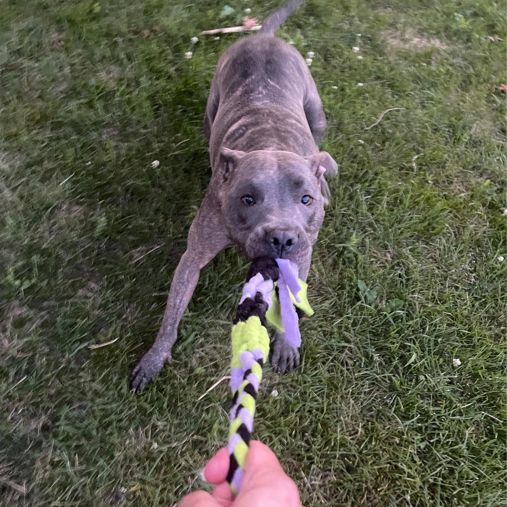Interactive Tug & Treat-Dispenser Toy for Dogs Teething Relief Lavender Interactive Tug & Treat-Dispenser Toy for Dogs Teething Relief Lavender