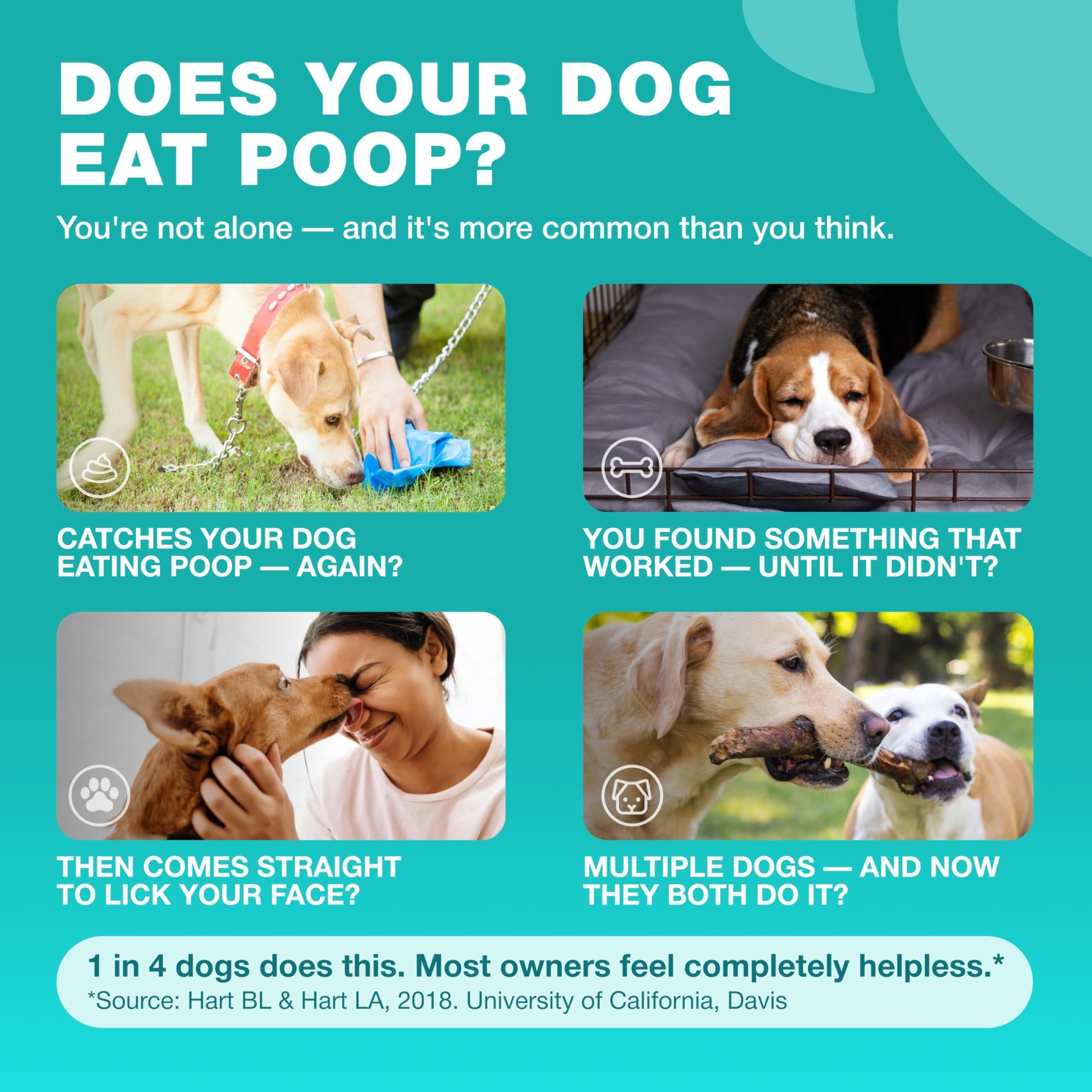 No Poo Chews for Dogs Coprophagia Deterrent Dog Probiotics for Digestive Health with Enzymes Canine Stool Eating Deterrent Digestive, Dental, Gut & Immune Health Treats No Poop Eating No Poo Chews for Dogs Coprophagia Deterrent Dog Probiotics for Digestive Health with Enzymes Canine Stool Eating Deterrent Digestive, Dental, Gut & Immune Health Treats No Poop Eating